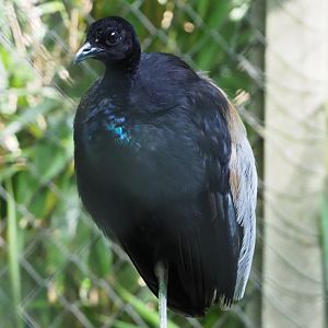 Grey-winged trumpeter (Psophia crepitans), 2020-06-12