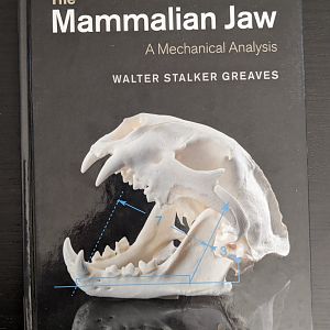 The Mammalian Jaw A Mechanical Analysis