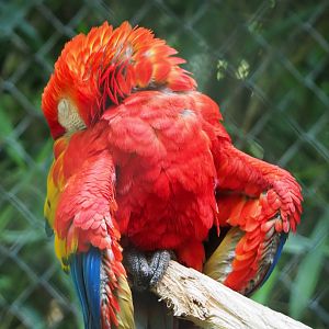 Scarlet macaw (Ara macao), 2020-06-12