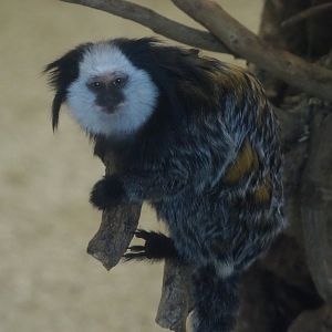 Geoffroy's marmoset (Callithrix geoffroyi), 2020-06-12