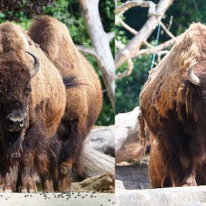 American Plains bisons (Bison bison bison), 2020-06-12