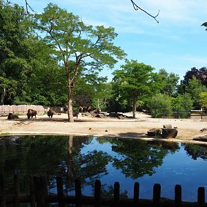 American Plains bison and Rocky Mountain wapiti paddock, 2020-06-12