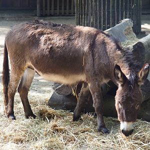 Miniature donkey (Equus africanus asinus), 2020-06-12