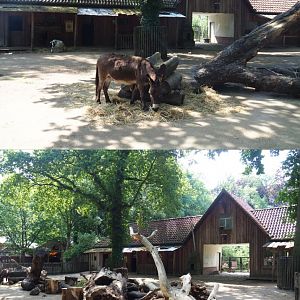 First domestic animal paddock - Former petting zoo, 2020-06-12