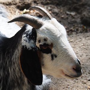 Damara goat (Capra aegagrus hircus), 2020-06-12