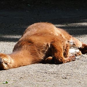 Alpaca (Vicugna pacos), 2020-06-12