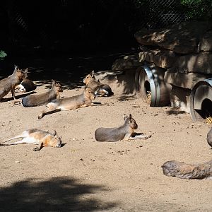 Patagonian mara herd (Dolichotis patagonum), 2020-06-12