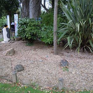Outdoor tortoise exhibit 070920