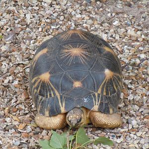 Radiated tortoise 070920