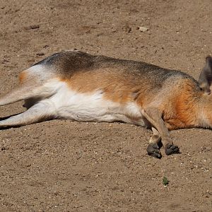 Patagonian mara (Dolichotis patagonum), 2020-06-12