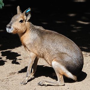 Patagonian mara (Dolichotis patagonum), 2020-06-12