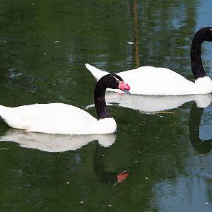 Black-necked swan pair (Cygnus melanocoryphus), 2020-06-12