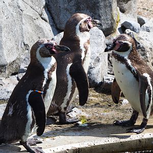 Humboldt penguin (Spheniscus humboldti), 2020-06-12