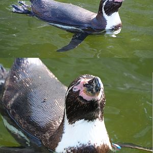 Swimming Humboldt penguin (Spheniscus humboldti), 2020-06-12