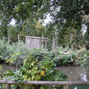 Black and white ruffed lemur island 070920