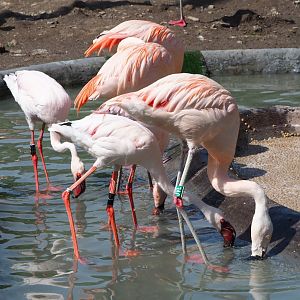 Chilean flamingos (Phoenicopterus chilensis) and Lesser flamingos (Phoeniconaias minor), 2020-06-12