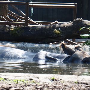 Indian rhinoceros (Rhinoceros unicornis) in the pool, 2020-06-12