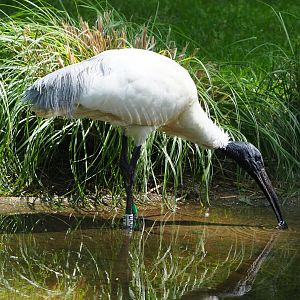 Black-headed ibis (Threskiornis melanocephalus), 2020-06-12