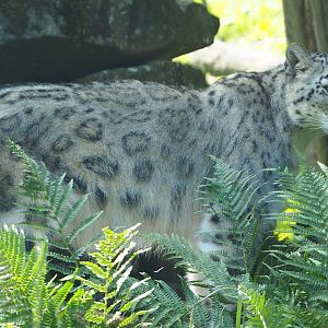Snow leopard (Panthera uncia), 2020-06-12