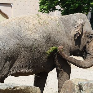 Asian elephant Yu Yu Yin (Elephas maximus), 2020-06-12