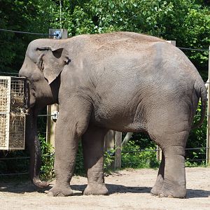 Asian elephant Kanvar (Elephas maximus), 2020-06-12