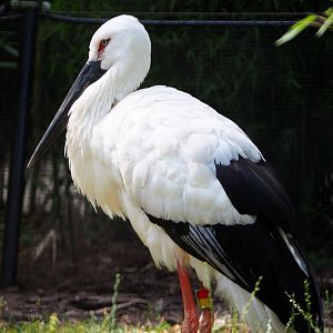 Oriental white stork (Ciconia boyciana), 2020-06-12
