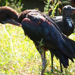 Glossy ibis (Plegadis falcinellus), 2020-06-12