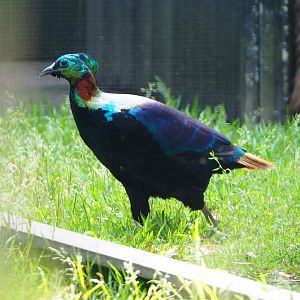 Himalayan monal pheasant (Lophophorus impejanus), 2020-06-12