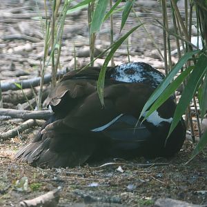 White-winged wood duck (Asarcornis scutulata), 2020-06-12