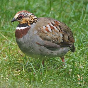 Collared hill partridge (Arborophila gingica), 2020-06-12