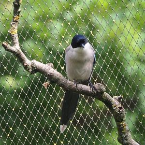 Asian Azure-winged magpie (Cyanopica cyanus), 2020-06-12