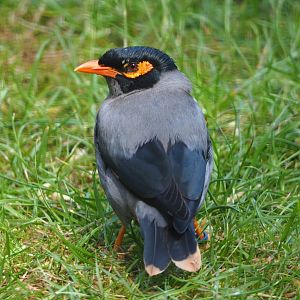 Bank myna (Acridotheres ginginianus), 2020-06-12
