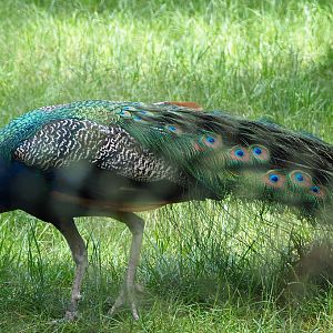Blue peafowl (Pavo cristatus), 2020-06-12