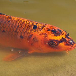 Koi (Cyprinus rubrofuscus), 2020-06-12
