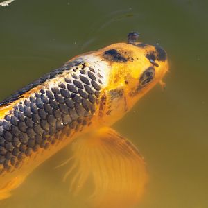 Koi (Cyprinus rubrofuscus), 2020-06-12