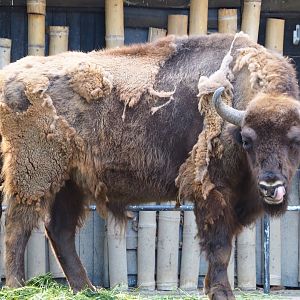 Wisent (Bison bonasus), 2020-06-12