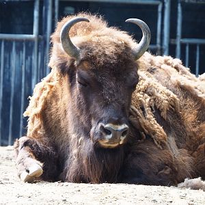 Wisent (Bison bonasus), 2020-06-12