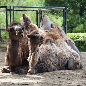 Bactrian camel with calf (Camelus bactrianus), 2020-06-12