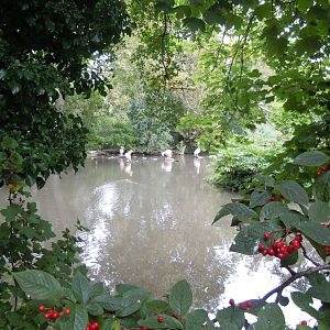 View towards Great white pelicans 070920