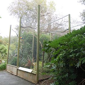 Birds of Brazil aviary 070920