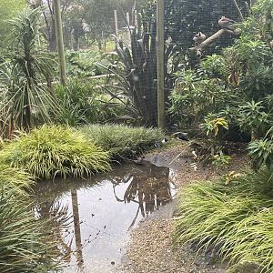 Birds of Brazil aviary 070920