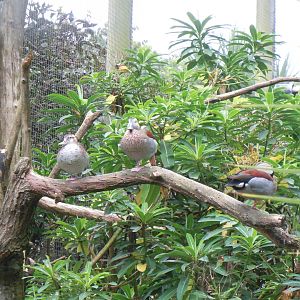 Birds of Brazil - Ringed teal 070920