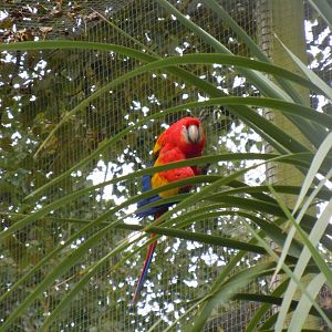Birds of Brazil - Scarlet macaw 070920
