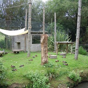 Ring-tailed lemur island - White-faced whistling ducks 070920
