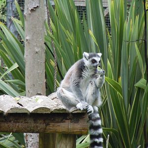 Ring-tailed lemur 070920