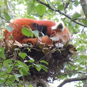 Red panda 070920
