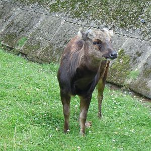 Visayan spotted deer 070920