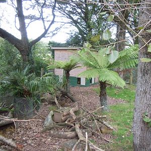 Azara's agouti enclosure 070920