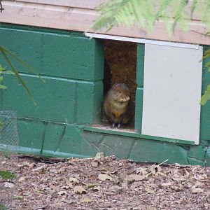 Azara's agouti 070920