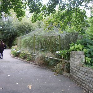 African aviary 070920